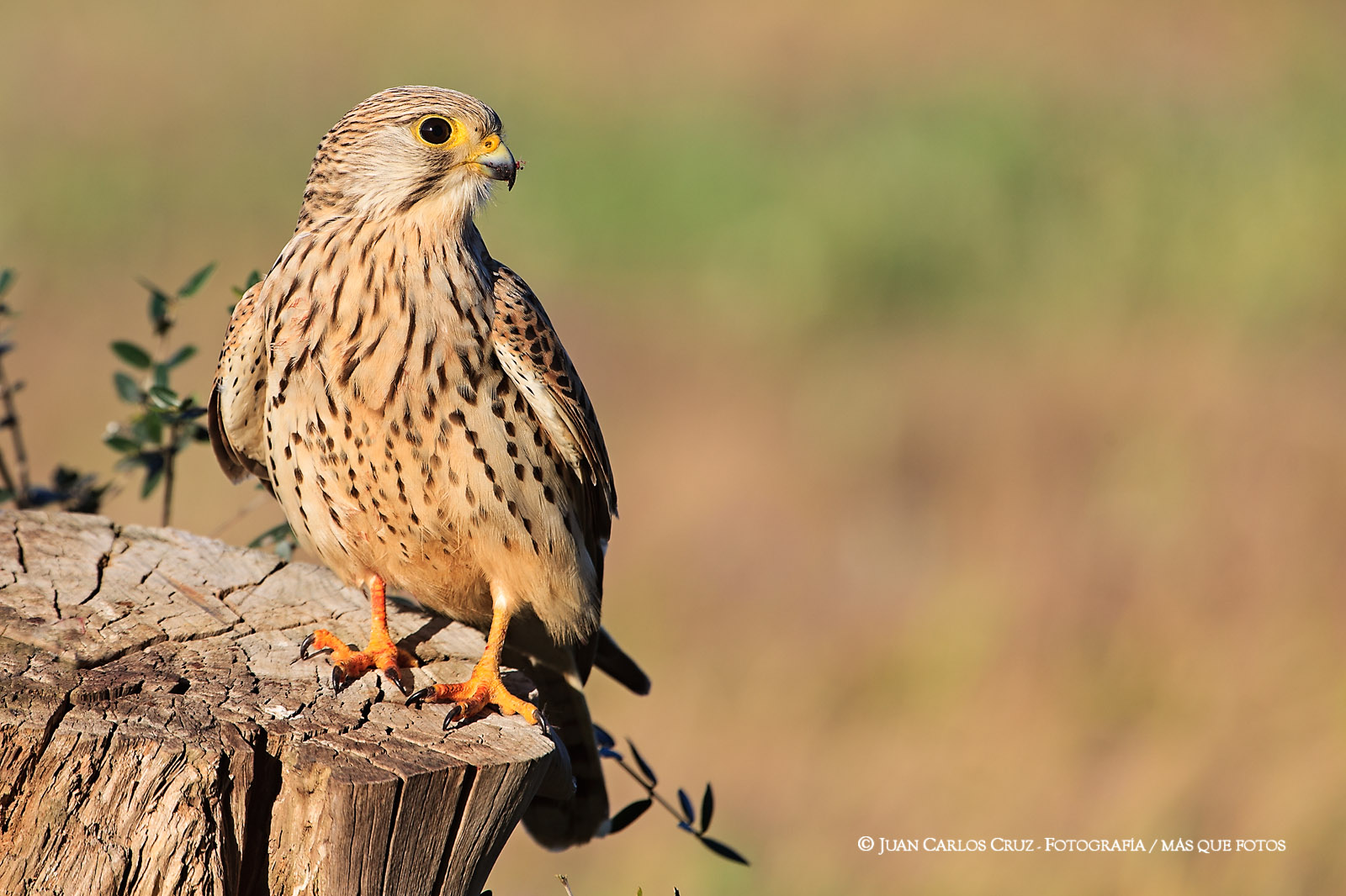 Falco tinnunculus