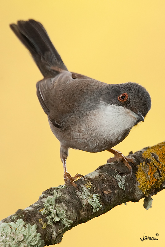 Curruca 01