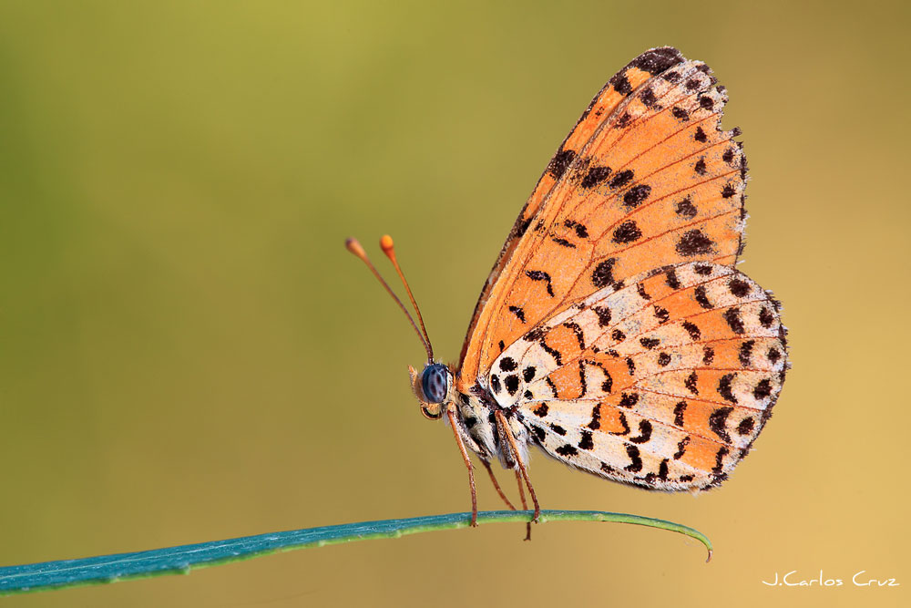Macrofotografía